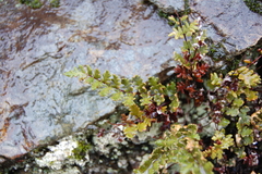 Cheilanthes hypoleuca