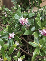 Daphne odora marginata