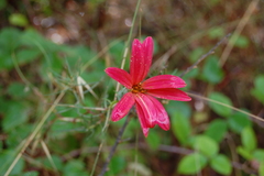 Mutisia subulata