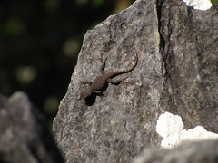 Sceloporus pyrocephalus