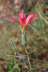 Mutisia subulata