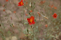 Salpiglossis sinuata