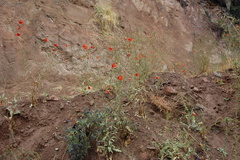 Salpiglossis sinuata