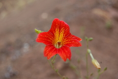 Salpiglossis sinuata
