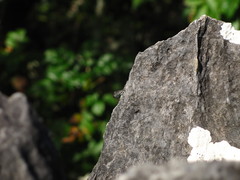 Sceloporus pyrocephalus