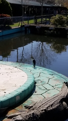 Nycticorax nycticorax image