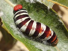 Coeliades anchises