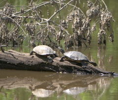 Trachemys scripta elegans