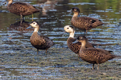 Andaman Teal photo 4