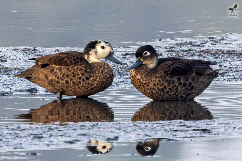 Andaman Teal (Anas albogularis) photo