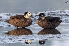 Andaman Teal photo 2