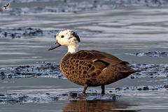Andaman Teal photo 1