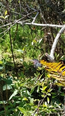 Butorides virescens image