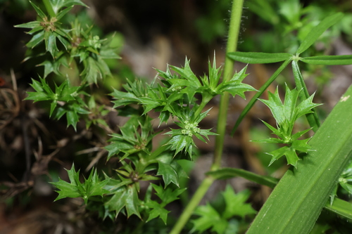 Queensland eryngo (Eryngium expansum)