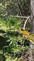 Butorides virescens image