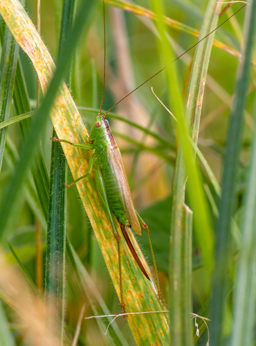 Long-winged Conehead, Krimpen aan de Lek, Nederland, photo 6 of 10
