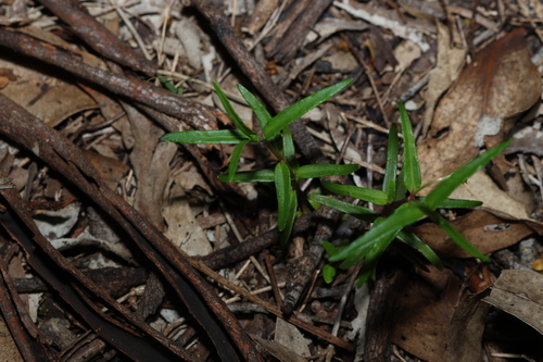 Yellow Twin-heads (Eclipta platyglossa)