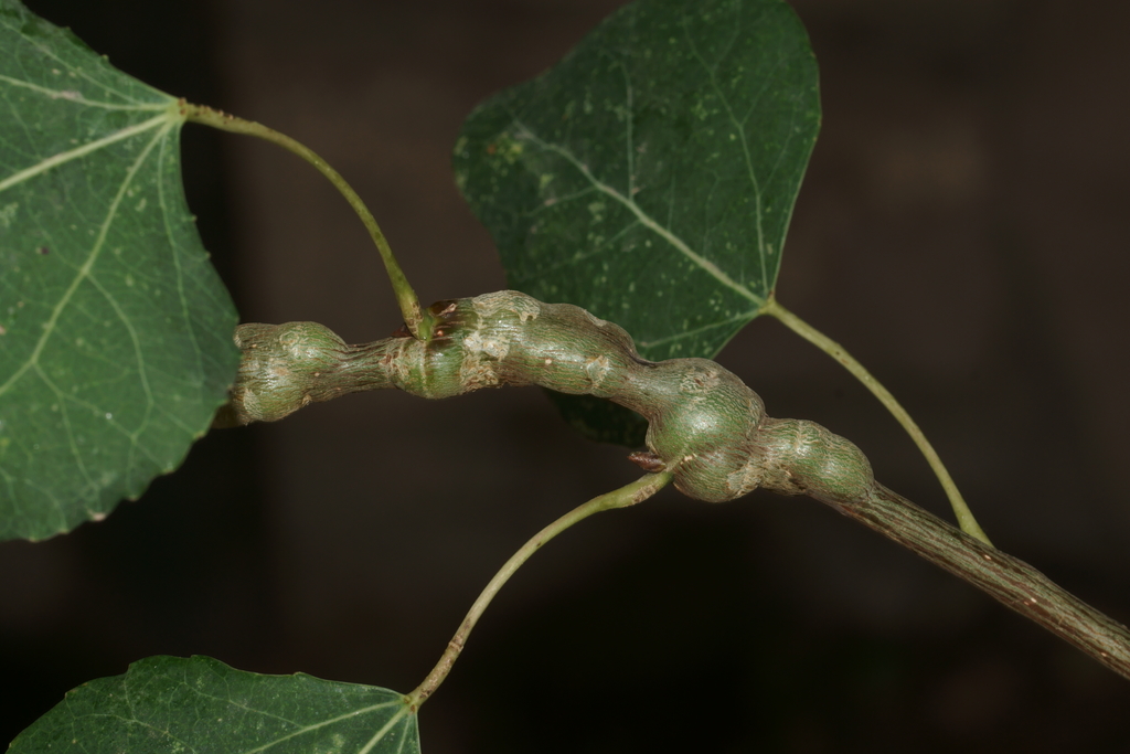 Euhexomyza