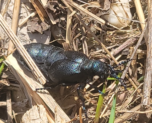 Black Oil Beetle