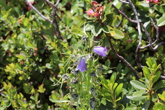 Campanula alpina