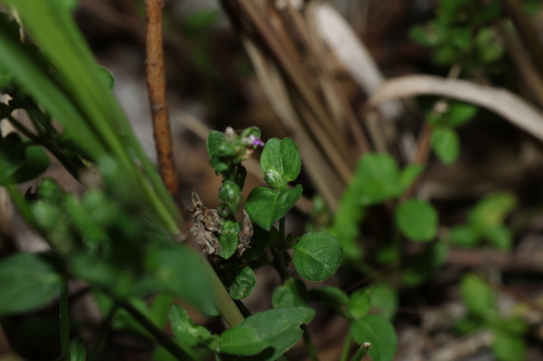 Rostellularia obtusa, photograph 1