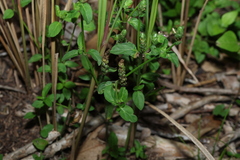 Rostellularia obtusa