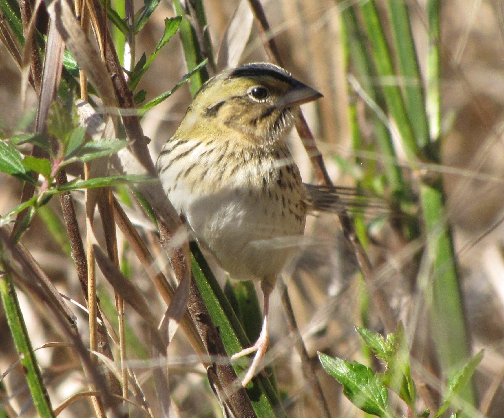 Henslow's Sparrow