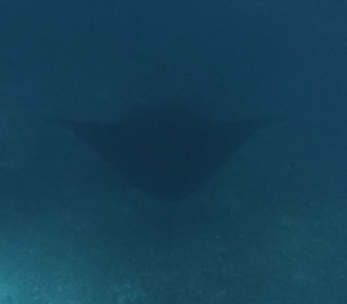 Mobula alfredi
