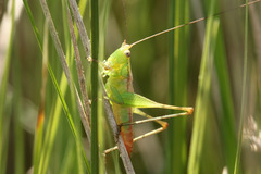 Conocephalus doryphorus