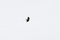 Buteo buteo buteo