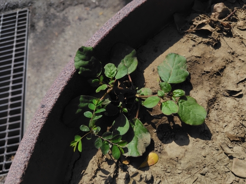 Desert Horsepurslane (Trianthema portulacastrum)