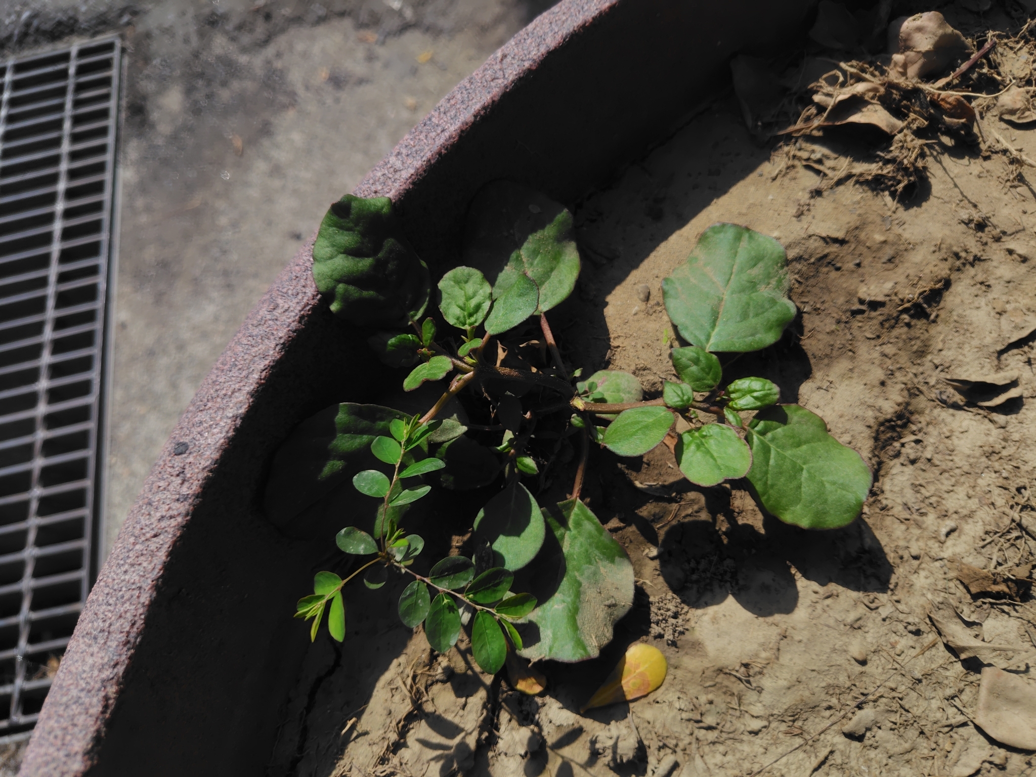 Desert Horsepurslane (Trianthema portulacastrum)