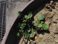 Garten-kuhmist (Trianthema portulacastrum)