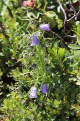 Campanula alpina