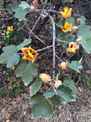 Chiranthodendreae
