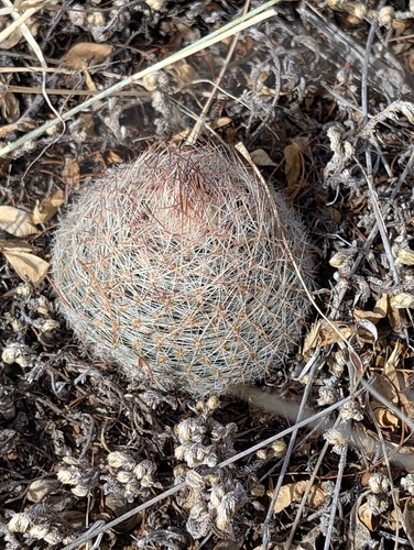 Escobaria tuberculosa varicolor