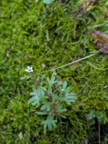 Rue-leaved Saxifrage