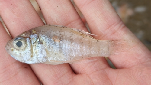 Cardinal fish (Jaydia lineata) — Apogonidae