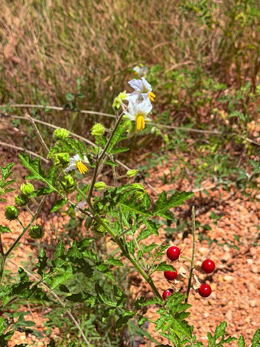Red Buffalo-bur