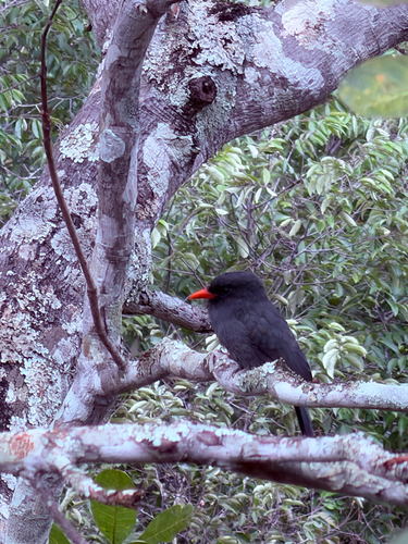 Black-fronted Nunbird