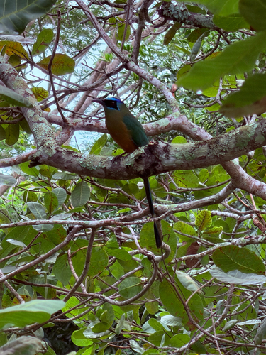 Amazonian Motmot