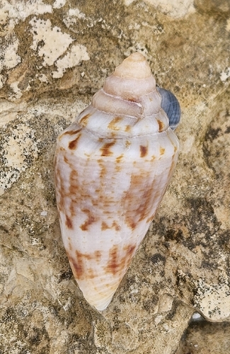 Anemone Cone