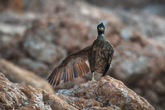 Gulosus aristotelis desmarestii