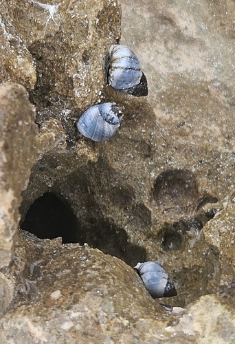 Little Blue Periwinkle