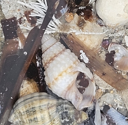 Red-banded Dogwhelk