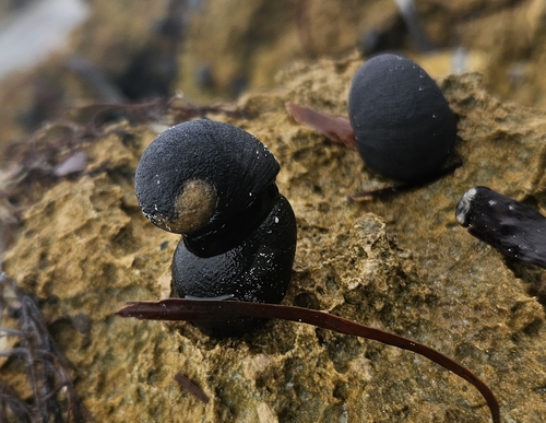 Australian Black Nerite