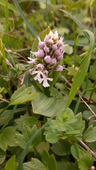 Neotinea conica