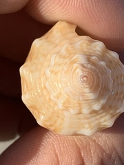 Strombus alatus image