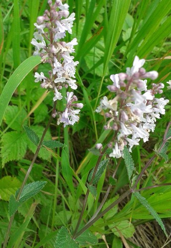 Hairless catmint (Nepeta nuda)