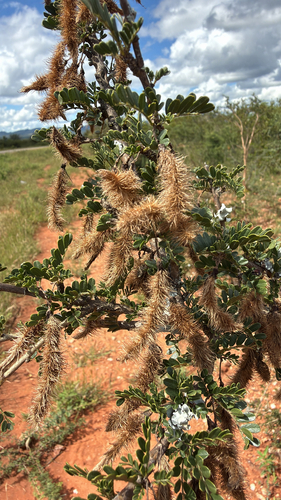 Caterpillar Bush